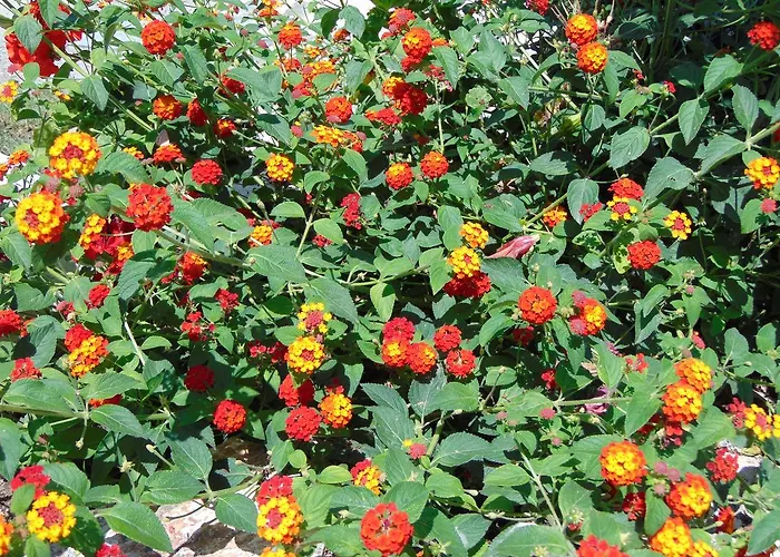 Nirvana Hotel Theológos