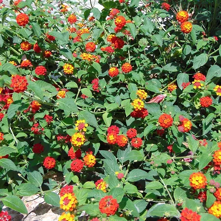 Nirvana Hotell Theológos